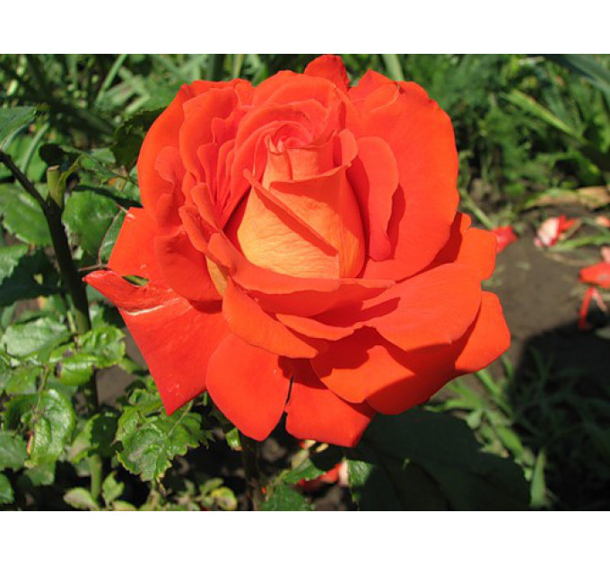 Саженцы роз сорт Верано (Verano)