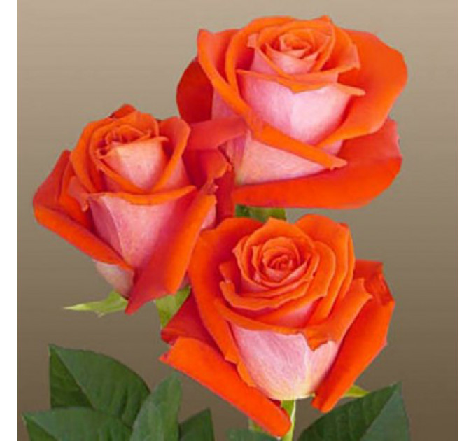 Саженцы роз сорт Верано (Verano)