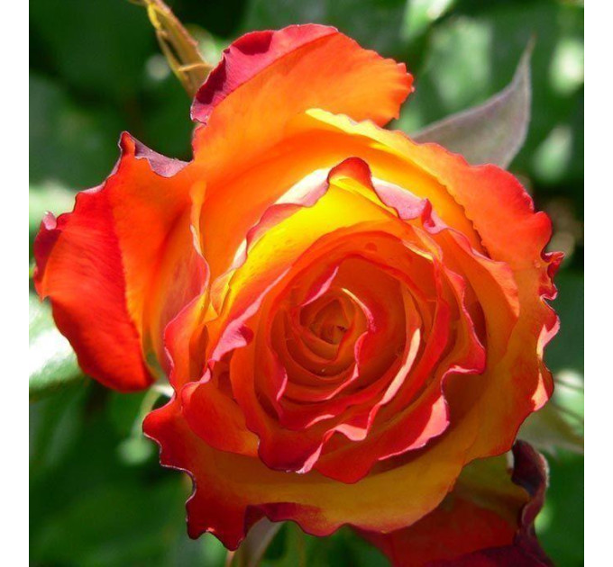 Роза чайно-гибридная Ред Голд