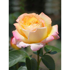 Роза чайно-гибридная Глория (Пис)