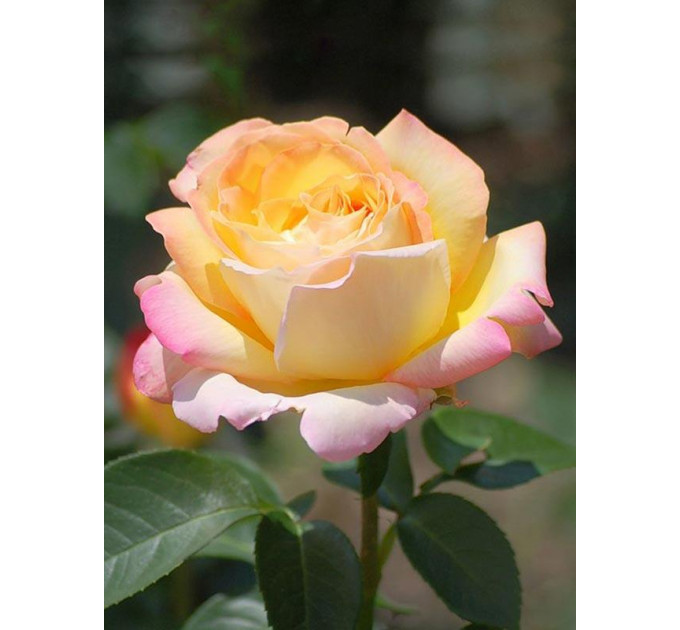 Роза чайно-гибридная Глория (Пис)