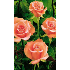 Роза чайно-гибридная Ленни