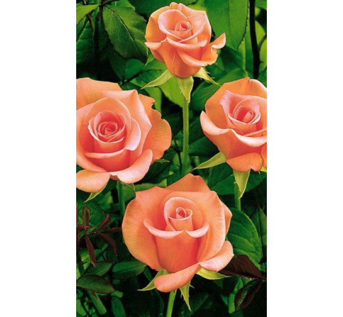 Роза чайно-гибридная Ленни