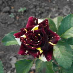 Роза чайно-гибридная Фокус Покус