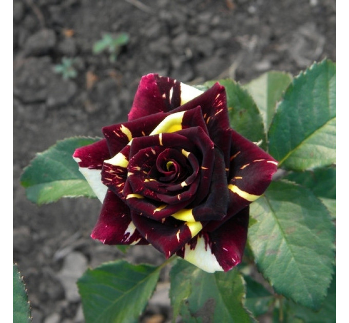 Роза чайно-гибридная Фокус Покус