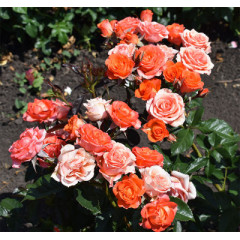 Роза чайно-гибридная Климантино