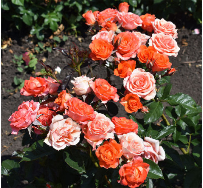 Роза чайно-гибридная Климантино