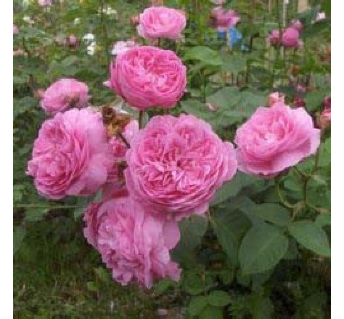 Роза чайно-гибридная Аленушка