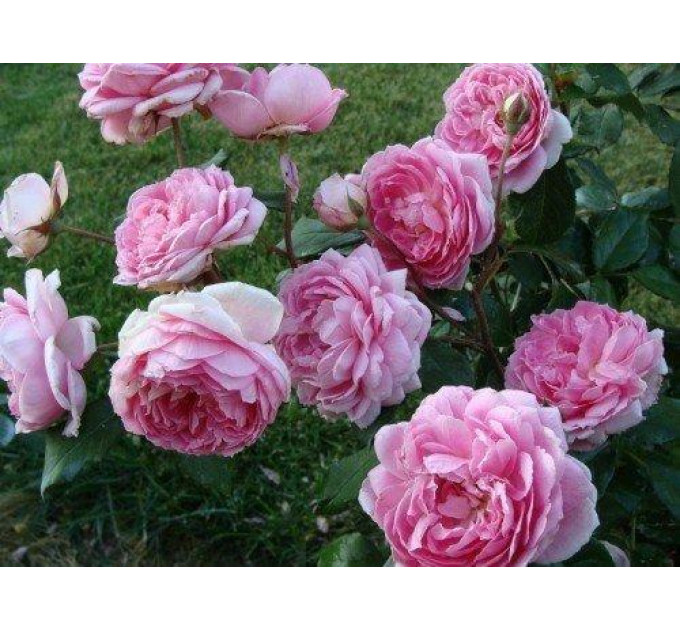 Роза чайно-гибридная Аленушка