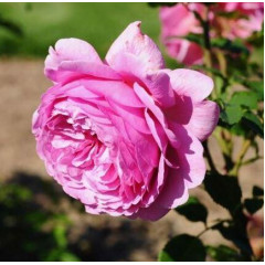 Роза чайно-гибридная Аленушка