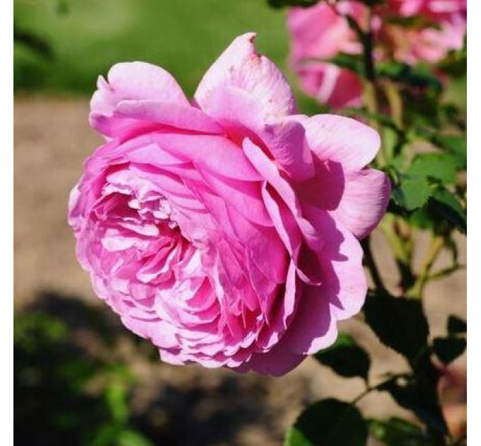 Роза чайно-гибридная Аленушка