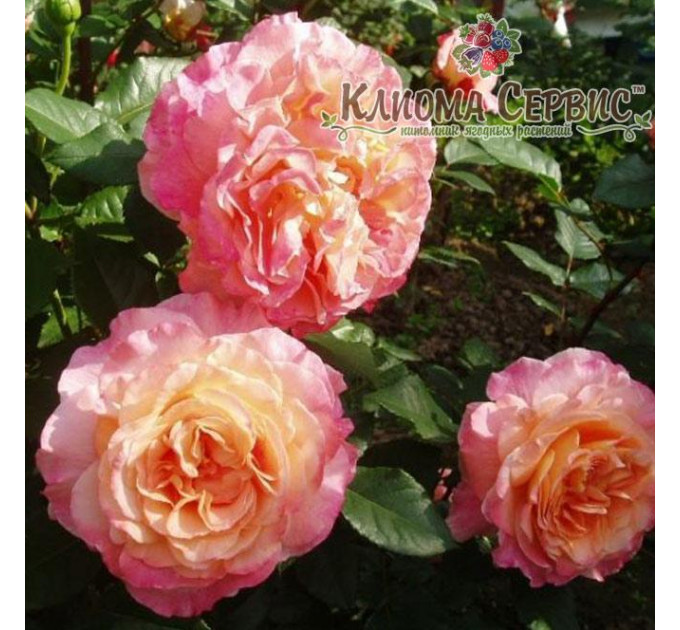 Саженцы роз сот "Августа Луиза" (Rose Augusta Luise)