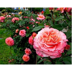 Саженцы роз сот "Августа Луиза" (Rose Augusta Luise)