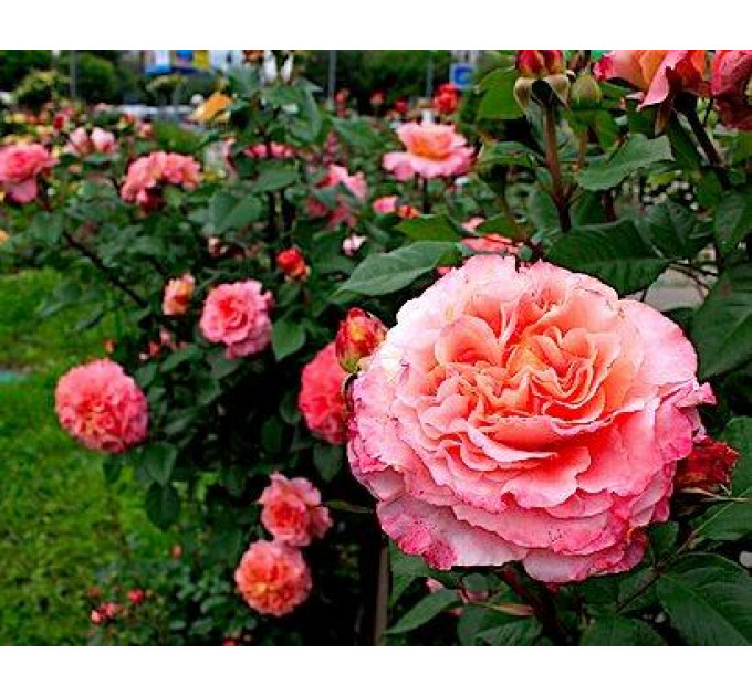 Саженцы роз сот "Августа Луиза" (Rose Augusta Luise)