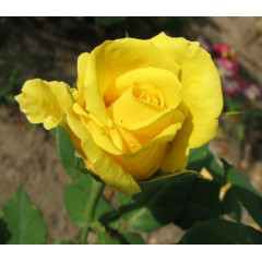 Чайно-гибридная роза сорт Папилон (Papillon)