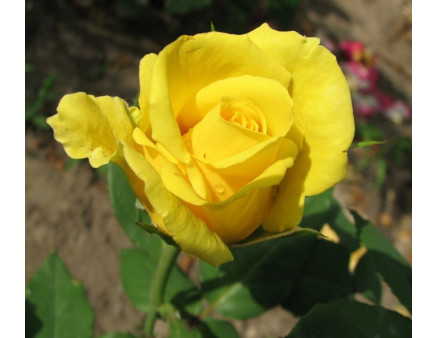 Чайно-гибридная роза сорт Папилон (Papillon)