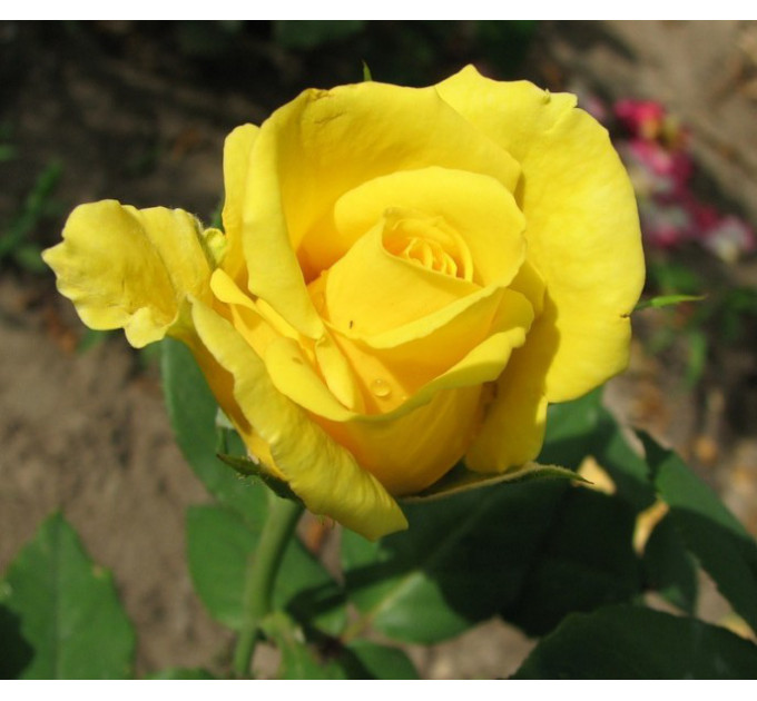 Чайно-гибридная роза сорт Папилон (Papillon)