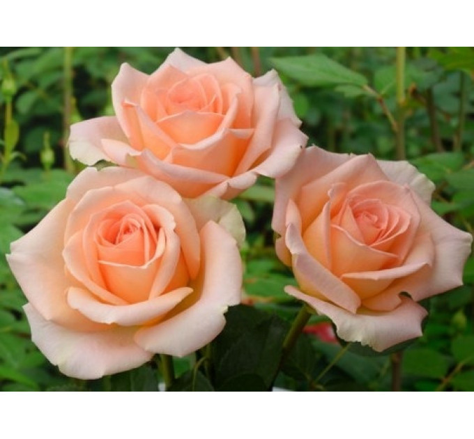 Роза чайно-гибридная Версилия