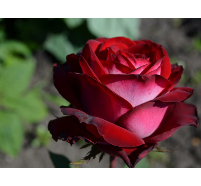 Роза чайно-гибридная Госпел