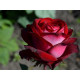 Роза чайно-гибридная Госпел