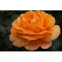 Роза чайно-гибридная Луи де Фюнес