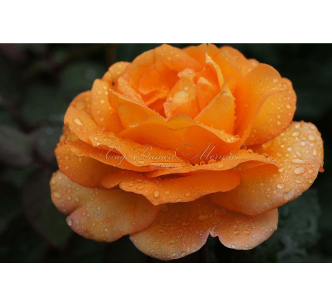 Роза чайно-гибридная Луи де Фюнес