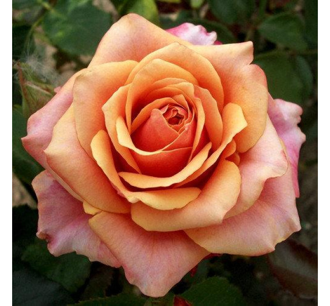 Роза чайно-гибридная Черри Бренди