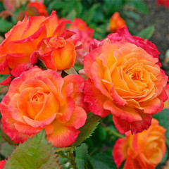 Роза чайно-гибридная Солнышко (Sun)