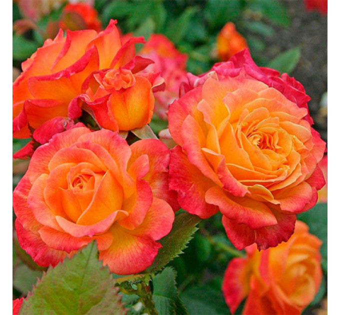 Роза чайно-гибридная Солнышко (Sun)