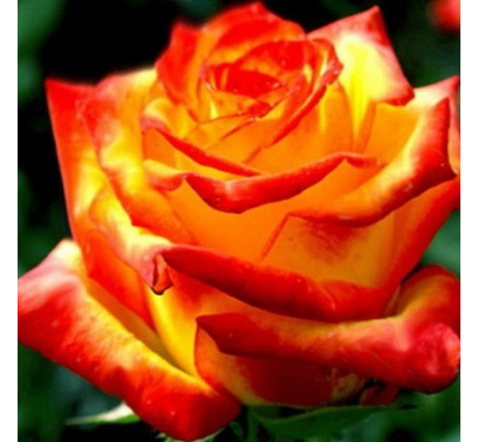 Роза чайно-гибридная Солнышко (Sun)