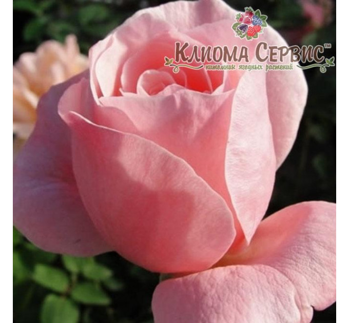 Саженцы роз сорт Куин оф Ингланд (Queen of England)