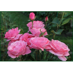 Саженцы роз сорт Куин оф Ингланд (Queen of England)