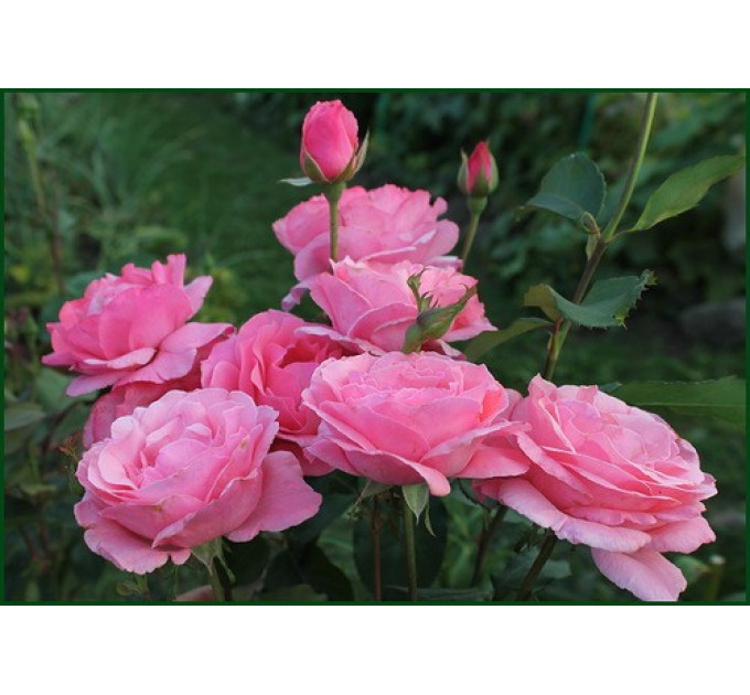 Саженцы роз сорт Куин оф Ингланд (Queen of England)