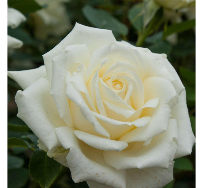 Роза чайно-гибридная Уайт Симфони
