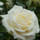Роза чайно-гибридная Уайт Симфони