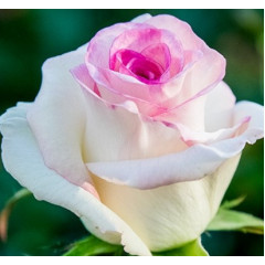 Роза чайно-гибридная Дольче Вита нова