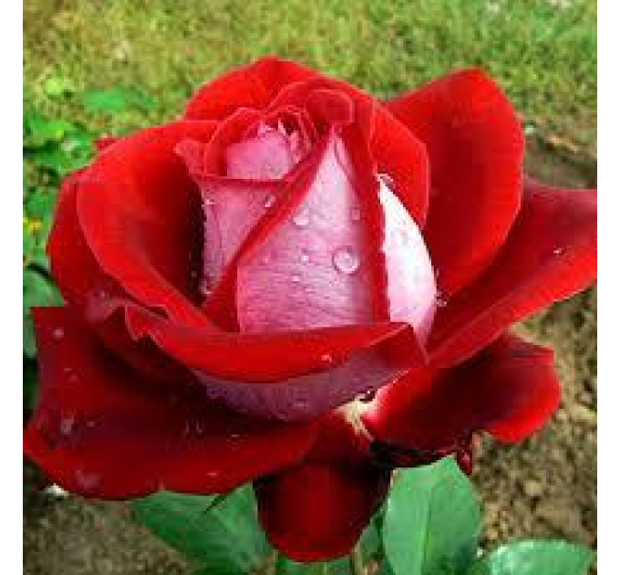 Роза чайно-гибридная Люксор