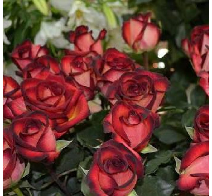 Роза чайно-гибридная Легенда