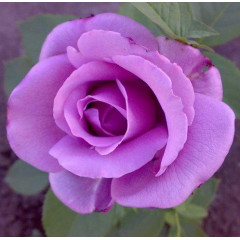 Роза чайно-гибридная Голубой Нил