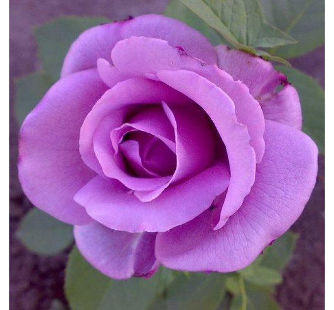 Роза чайно-гибридная Голубой Нил