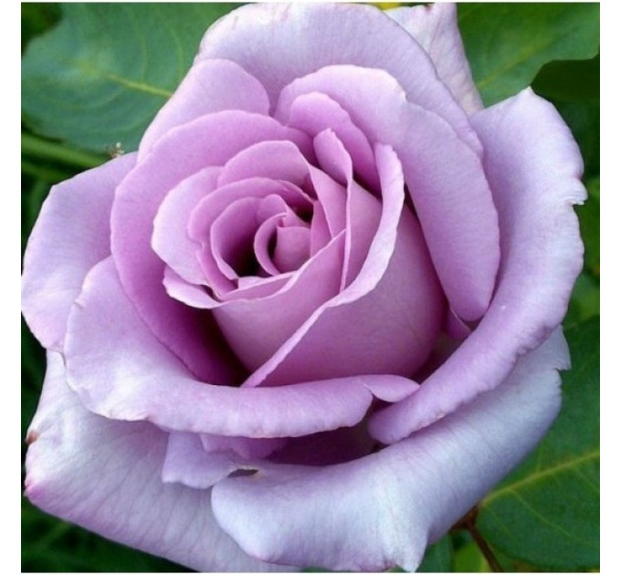 Саженцы роз сорт Blue Moon (Блю Мун)