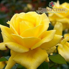 Саженцы роз сорт Ландора (Landora)