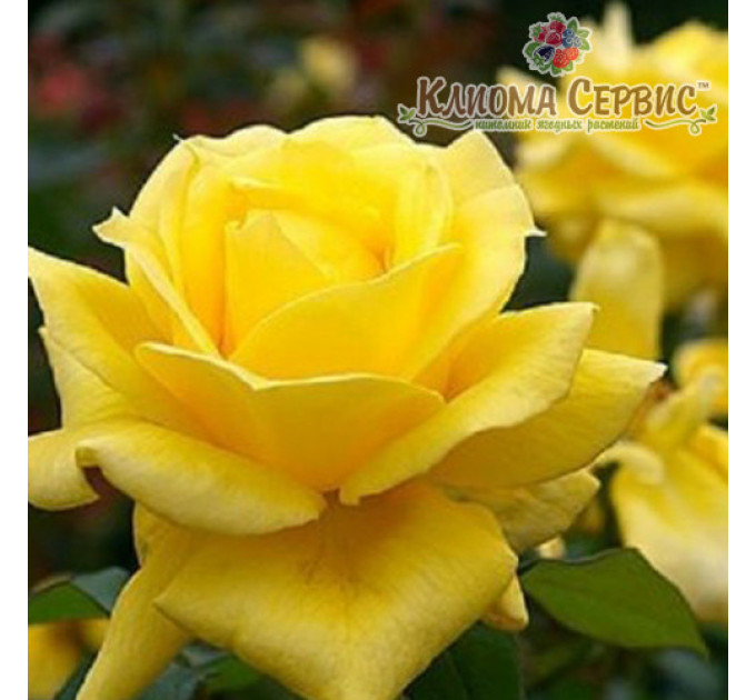 Саженцы роз сорт Ландора (Landora)