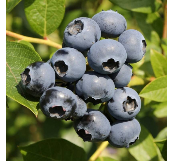 Голубика "Дарроу" 2 летние, конт. 1.5 л