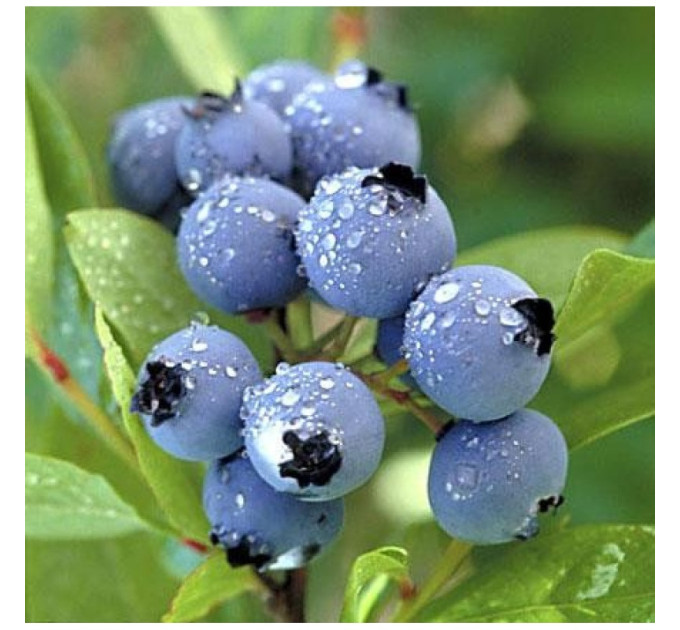 Голубика "Дарроу" 2 летние, конт. 1.5 л