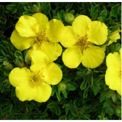 Лапчатка кустовая «Goldstar», контейнер 1 л H 15-20 см