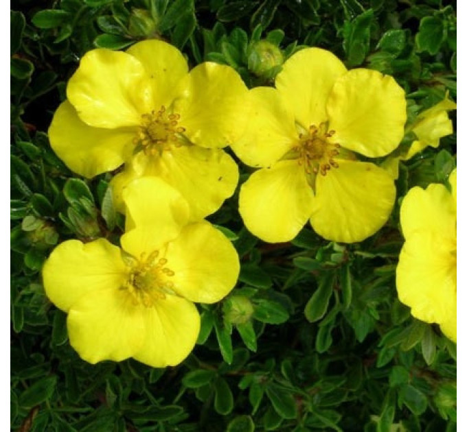 Лапчатка кустовая «Goldstar», контейнер 1 л H 15-20 см