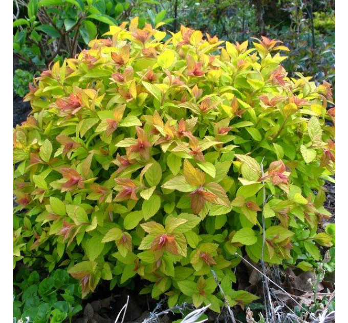 Спирея японская Gold Mound, контейнер 3 л H 15-20 см