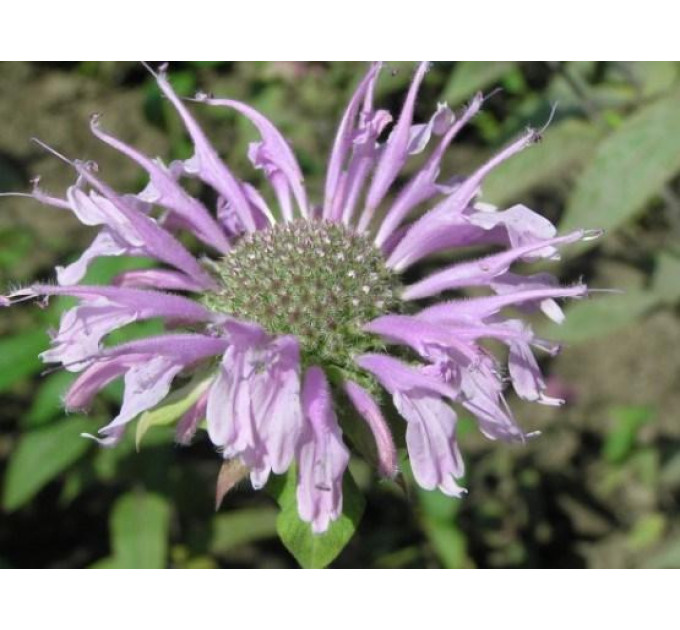 Монарда Прем'єра у контейнері P9