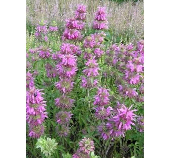 Монарда Прем'єра у контейнері P9